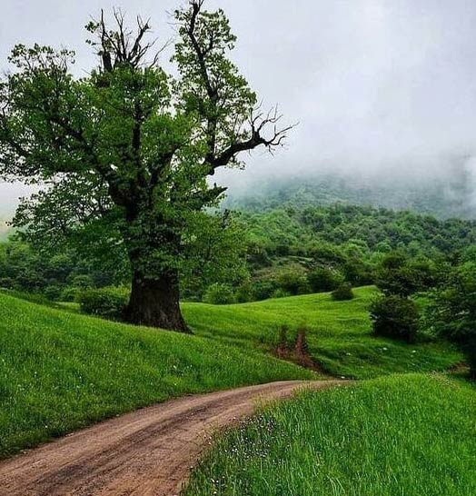 دانلود آهنگ جدید ریمیکس ای دلبروم قدت بلنده از دیجی سونامی در سایت فاز موزیک